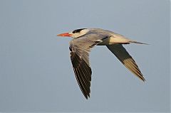 Royal Tern